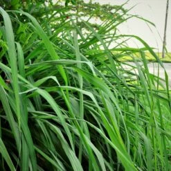 Citronella Grass (Cymbopogon Nardus) -Plant Sales Store Citronella GRass 5