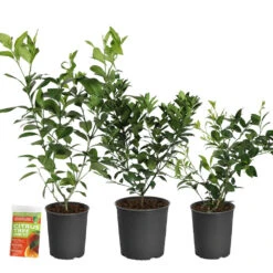 All-in-One Citrus Starter Kit -Plant Sales Store Citrus Starter Kit 2