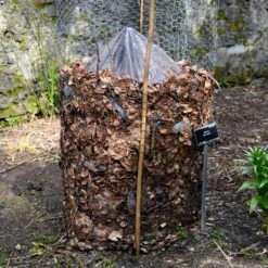 Cold Hardy Banana Tree -Plant Sales Store Cold Hardy Banana Tree FGT 3