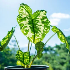 Colocasia 'Hilo Beauty' 6 Colocasia 'Hilo Beauty' -Plant Sales Store Colocasia Hilo beauty 1