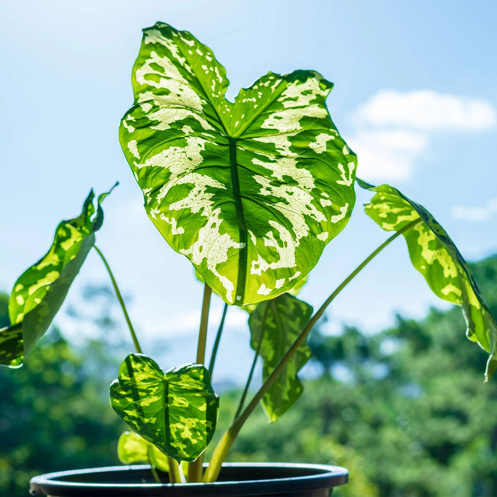 Colocasia 'Hilo Beauty' 3 Colocasia 'Hilo Beauty' - Image 3