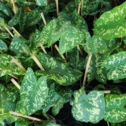 Colocasia 'Hilo Beauty' 7 Colocasia 'Hilo Beauty' -Plant Sales Store Colocasia Hilo beauty 2