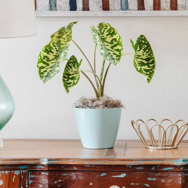 Colocasia 'Hilo Beauty' 1 Colocasia 'Hilo Beauty'