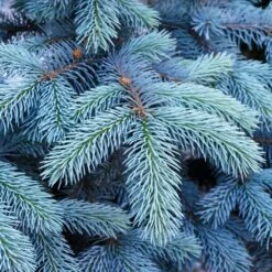 Colorado Blue Spruce Tree -Plant Sales Store Colorado BLue Spruce 1 FGT