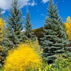Colorado Blue Spruce Tree -Plant Sales Store Colorado BLue Spruce 4 FGT