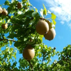Comice Pear Tree -Plant Sales Store Comice Pear 4 FGT 6ddd185e 0290 4011 8ba5 2134152f5e67