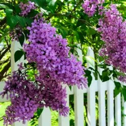Common Purple Lilac -Plant Sales Store Common Purple Lilac 3