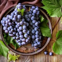 Concord Grape -Plant Sales Store Concord Grape 6 FGT