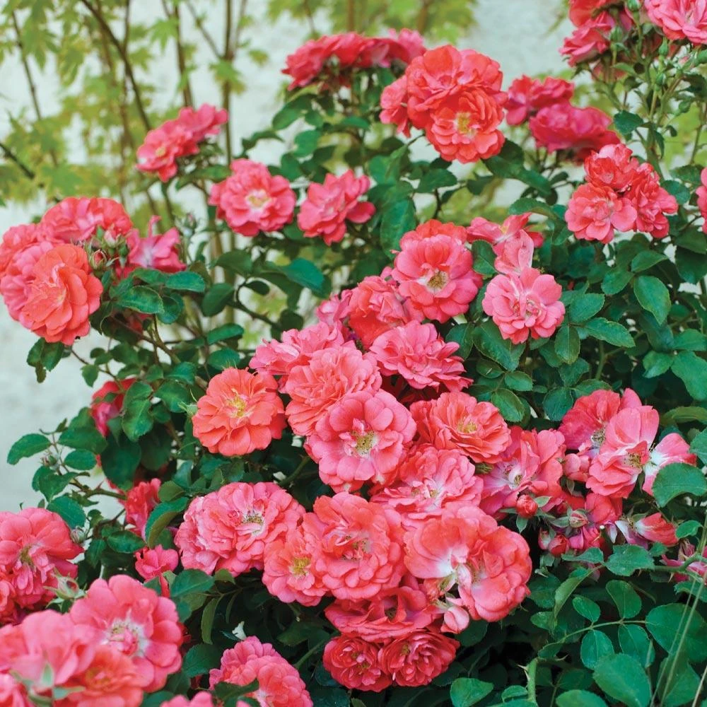 Coral Drift® Rose 2 Coral Drift® Rose - Image 2