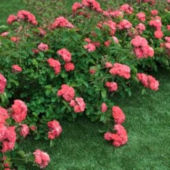 Coral Drift® Rose 5 Coral Drift® Rose -Plant Sales Store Coral Drift Rose 2 FGT