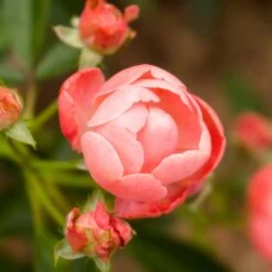Coral Knock Out® Rose Shrub -Plant Sales Store Coral Knockout Rose 2 FGT