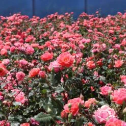 Coral Knock Out® Rose Shrub -Plant Sales Store Coral Knockout Rose 3 FGT