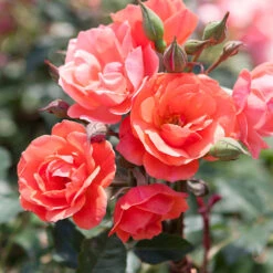Coral Knock Out® Rose Tree -Plant Sales Store Coral Knockout Rose Tree 1