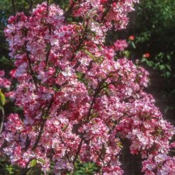 Coralburst® Crabapple -Plant Sales Store Coralbust Crabapple 1