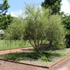 Corkscrew Willow Tree -Plant Sales Store Corkscrew Willow 1