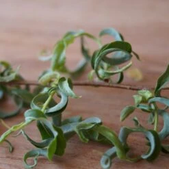 Corkscrew Willow Tree -Plant Sales Store Corkscrew Willow 2