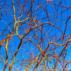 Corkscrew Willow Tree -Plant Sales Store Corkscrew Willow 6