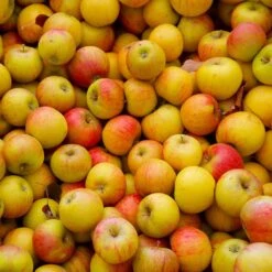 Cox's Orange Pippin Apple Tree 7 Cox's Orange Pippin Apple Tree -Plant Sales Store Coxs Orange Pippen 2