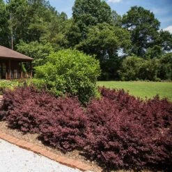 Crimson Fire™ Loropetalum -Plant Sales Store Crimson Fire Loropetalum 3