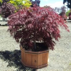 Crimson Queen Japanese Maple 7 Crimson Queen Japanese Maple -Plant Sales Store Crimson Queen Japanese Maple 1