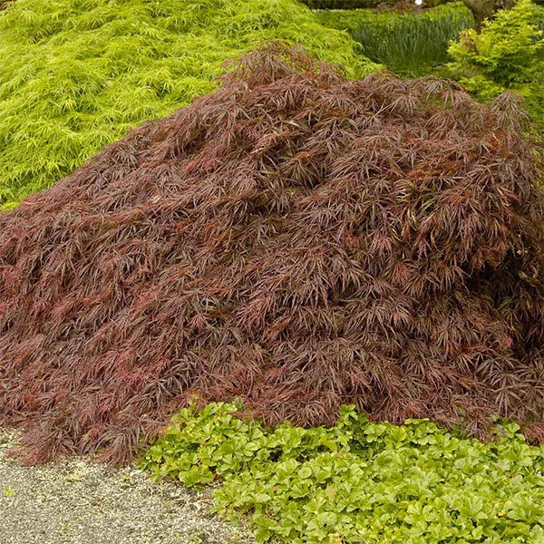 Crimson Queen Japanese Maple 1 Crimson Queen Japanese Maple