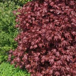 Crimson Sentry Norway Maple Tree -Plant Sales Store Crimson Sentry Maple 2 FGT