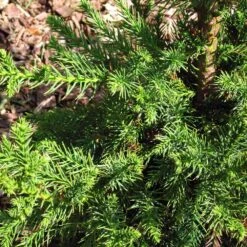 Black Dragon Cryptomeria 6 Black Dragon Cryptomeria -Plant Sales Store Cryptomeria Black Dragon 3