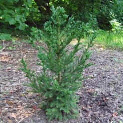 Black Dragon Cryptomeria 7 Black Dragon Cryptomeria -Plant Sales Store Cryptomeria Black Dragon 4