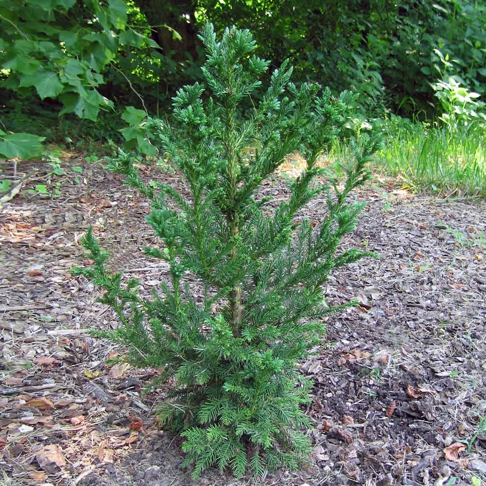 Black Dragon Cryptomeria 4 Black Dragon Cryptomeria - Image 4
