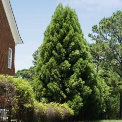 Cryptomeria Radicans -Plant Sales Store Cryptomeria Radicans 5