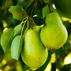 5-in-1 Pear Surprise Tree 8 5-in-1 Pear Surprise Tree -Plant Sales Store DAnjou Pear 2FGT 73383108 937f 4acd a537 a189c0e02da1