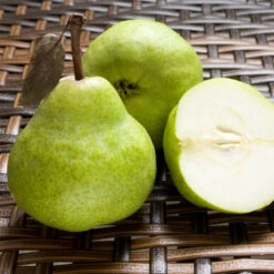 D'Anjou Pear Tree 8 D'Anjou Pear Tree -Plant Sales Store DAnjou Pear 3 FGT da277ba9 1c1c 4f9f 9202 bc3a27216f3b