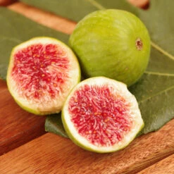 Plant Sales Store -Plant Sales Store DEsert King FIg 2