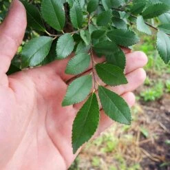 DannaSpire Columnar Elm Tree -Plant Sales Store Danaspire Elm 2