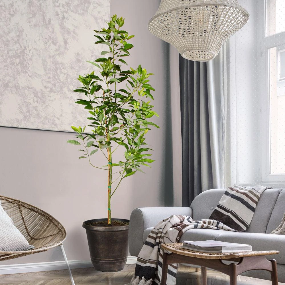 Condo™ Avocado Tree 2 Condo™ Avocado Tree - Image 2