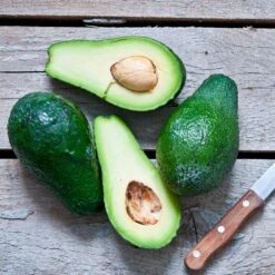 Condo™ Avocado Tree 10 Condo™ Avocado Tree -Plant Sales Store Day Condo Avocado 5 FGT