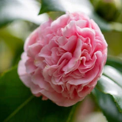 Debutante Camellia -Plant Sales Store Debutante Camellia 3 FGT