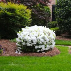 Delaware Valley White Azalea -Plant Sales Store Delaware Valley Azalea FGT 2