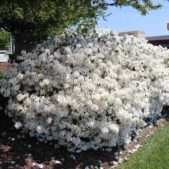 Delaware Valley White Azalea -Plant Sales Store Delaware Valley Azalea FGT 3