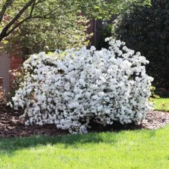 Delaware Valley White Azalea -Plant Sales Store Delaware Valley Azalea FGT 4