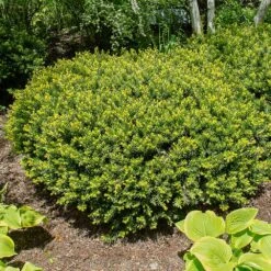 Dense Spreading Yew 6 Dense Spreading Yew -Plant Sales Store Dense spreading yew 1
