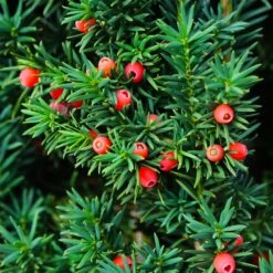 Dense Spreading Yew 7 Dense Spreading Yew -Plant Sales Store Dense spreading yew 3 FGT