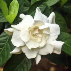 Double Blooming Gardenia Tree -Plant Sales Store Double Blooming Gardenia 3 FGT