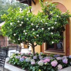 Double Blooming Gardenia Tree -Plant Sales Store Double Blooming Gardenia Tree 6