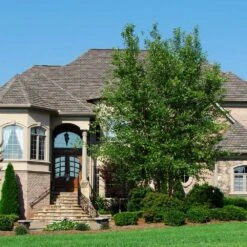 Dura Heat® River Birch -Plant Sales Store Dura Heat River Birch 1