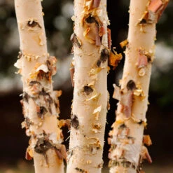 Dura Heat® River Birch -Plant Sales Store Dura Heat River Birch 4
