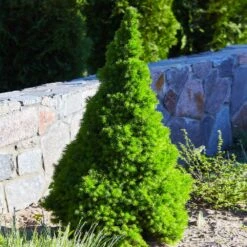 Dwarf Alberta Spruce 7 Dwarf Alberta Spruce -Plant Sales Store Dwarf ALberta ALberta Spruce 3 FGT