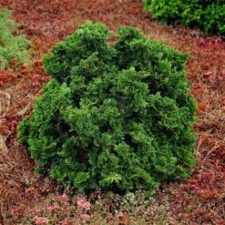 Dwarf Hinoki Cypress Shrub -Plant Sales Store Dwarf Hinoki Cypress 1