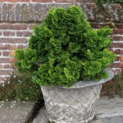 Dwarf Hinoki Cypress Shrub -Plant Sales Store Dwarf Hinoki Cypress 2