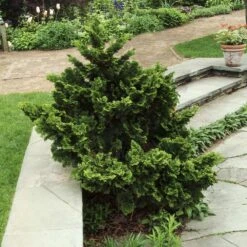 Dwarf Hinoki Cypress Shrub -Plant Sales Store Dwarf Hinoki Cypress 3